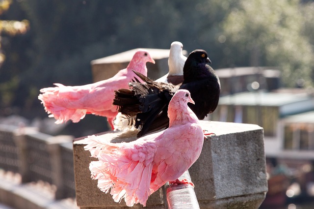 攻击与防守 攻击与防守